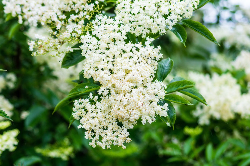 A creamy white cluster of elder flowers Sambucus nigra backed by green leaves with the odd waterdrop