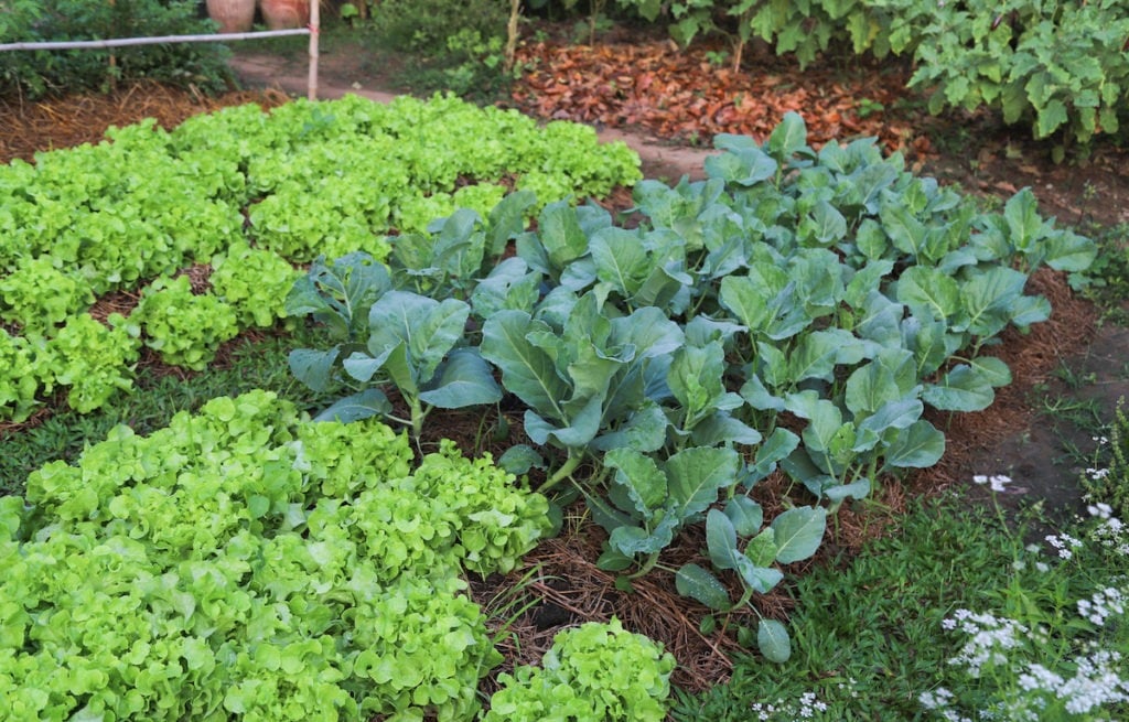 Raised garden bed with leafy vegetables.