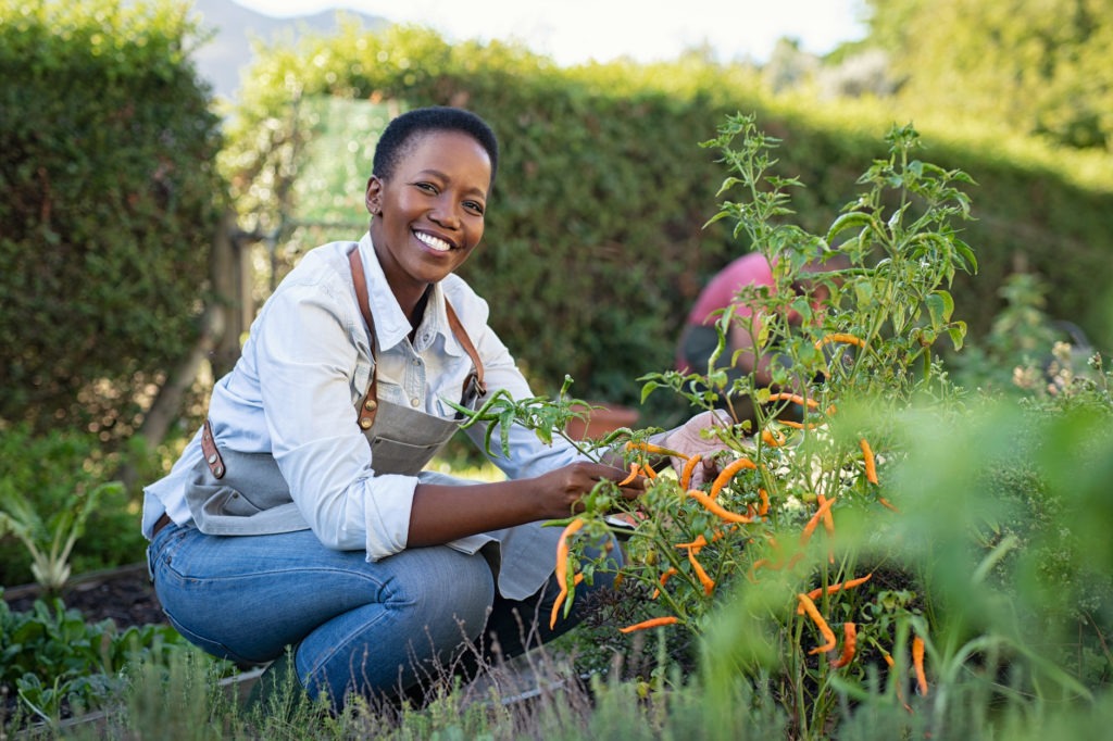 Portrait of mature woman picking vegetable from backyard garden. Cheerful black woman taking care of her plants in vegetable garden 