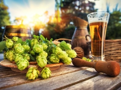 How To Grow Your Own Hops At Home featured image