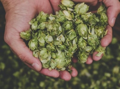 Hops: The Ingredient In Beer That Can Help You Sleep featured image
