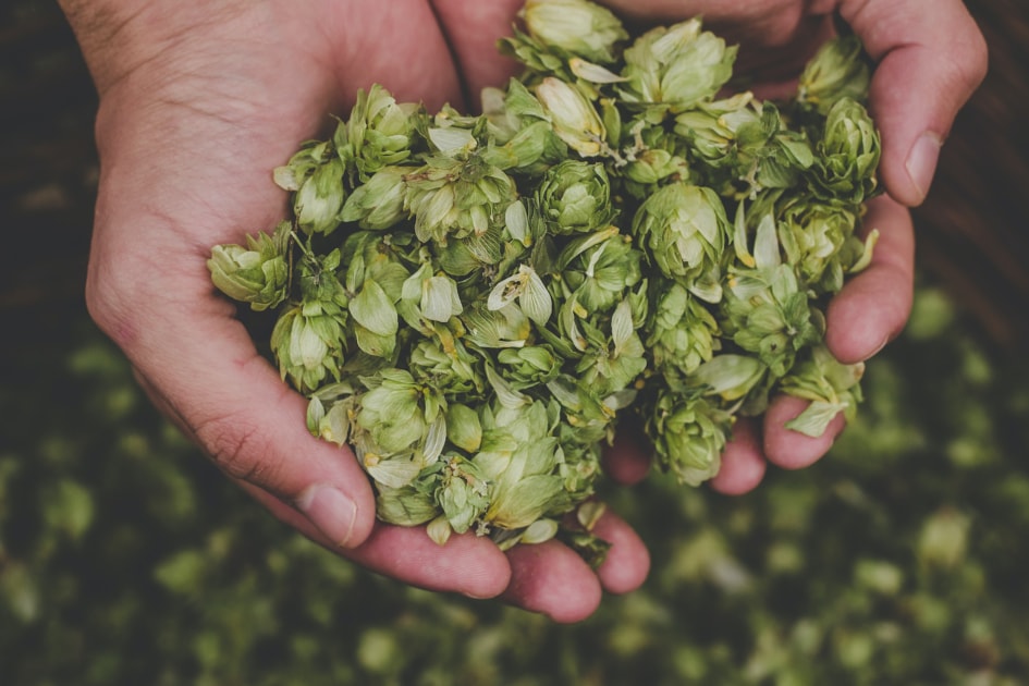 Pale ale - Hops