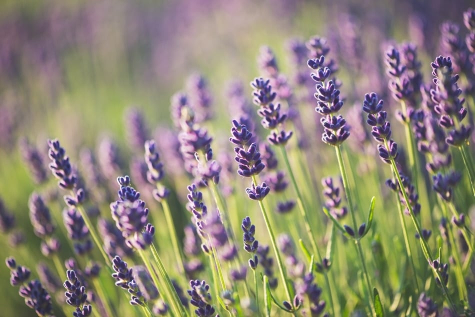 Perfume - Lavender herbs growing