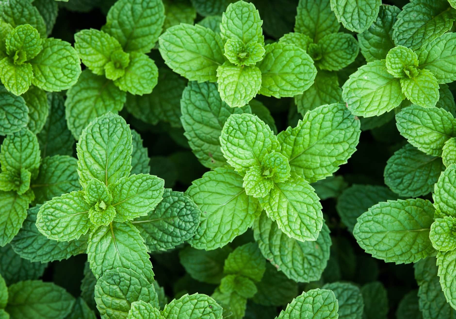 Peppermint herb growing in a garden, a natural squirrel deterrent planted as a border around vegetable beds.