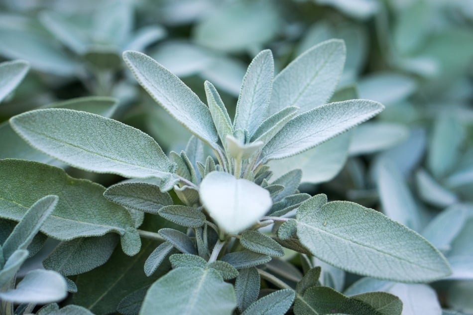 Common sage - Fines herbes