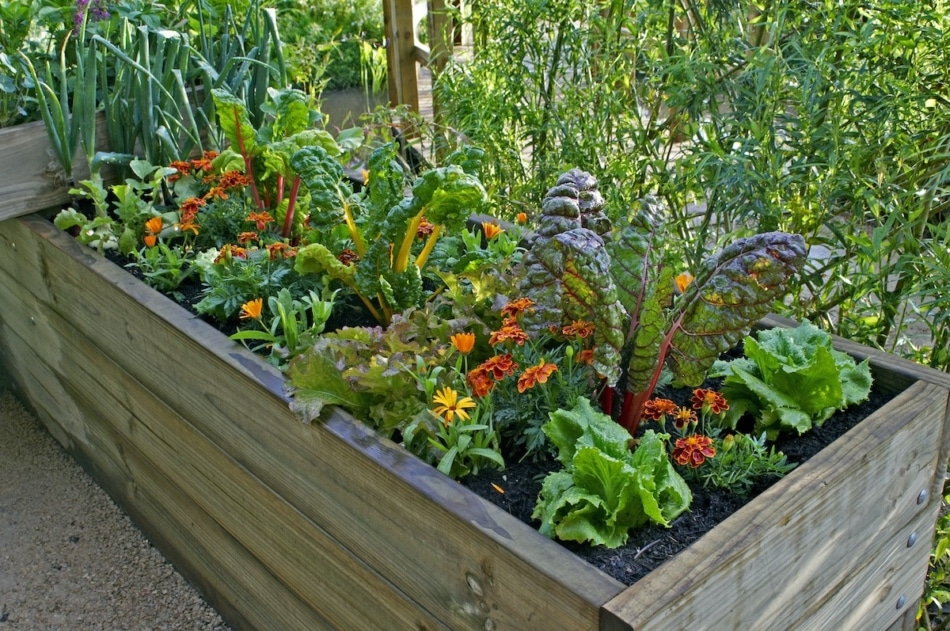 Kitchen garden - Garden