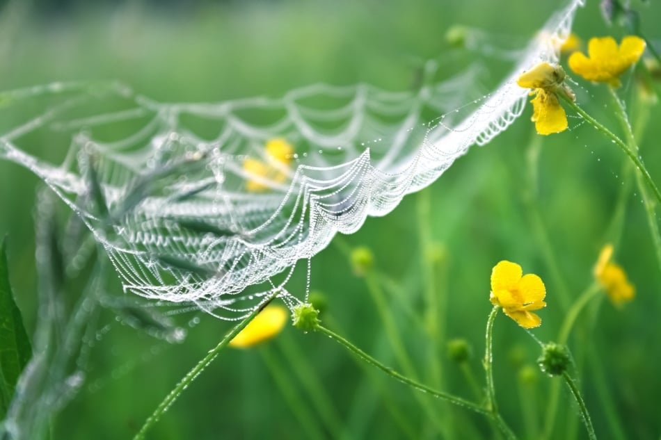 Spring meadow with green grass and white spider web.