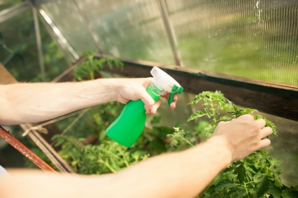 Young man hands spraying nature fertilizer / mature to a tomato plants in his greenhouse.