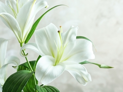 9 Popular Easter Flowers And Their Meanings featured image