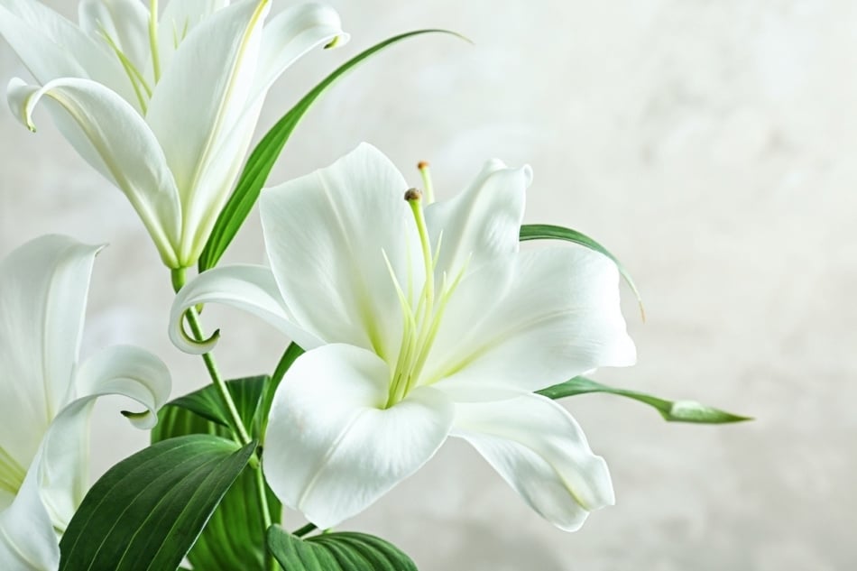 Easter lily flower