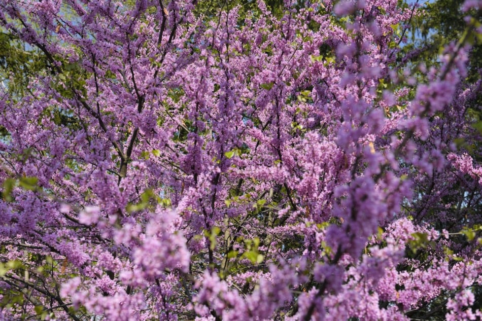 Pink Eastern Redbud tree flowers in Spring.