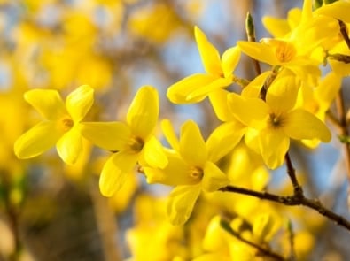 Forsythia: An Early Spring, Yellow Flower, Weather Forecaster? featured image