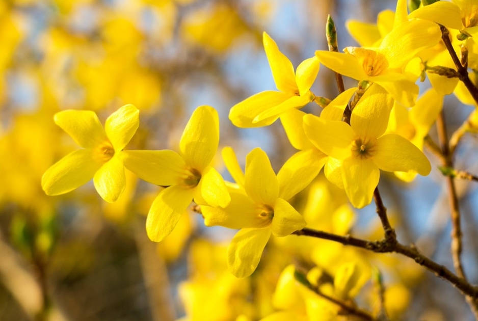 Yellow forsythia blossoms.