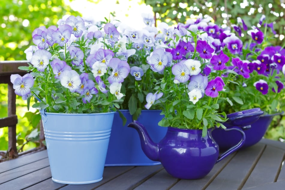 Purple, blue and violet pansy flowers in 3 pots.