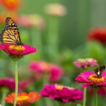 A butterfly on a flower.