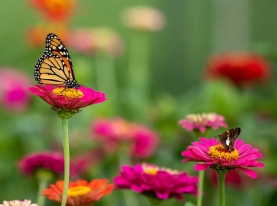 A butterfly on a flower.