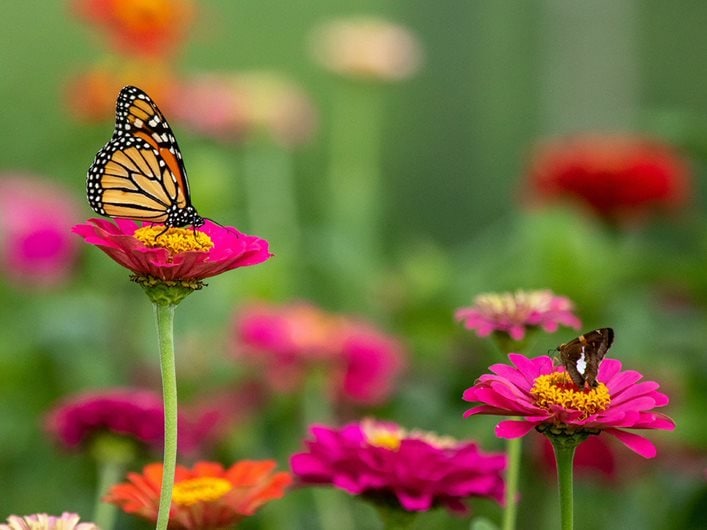 A butterfly on a flower.