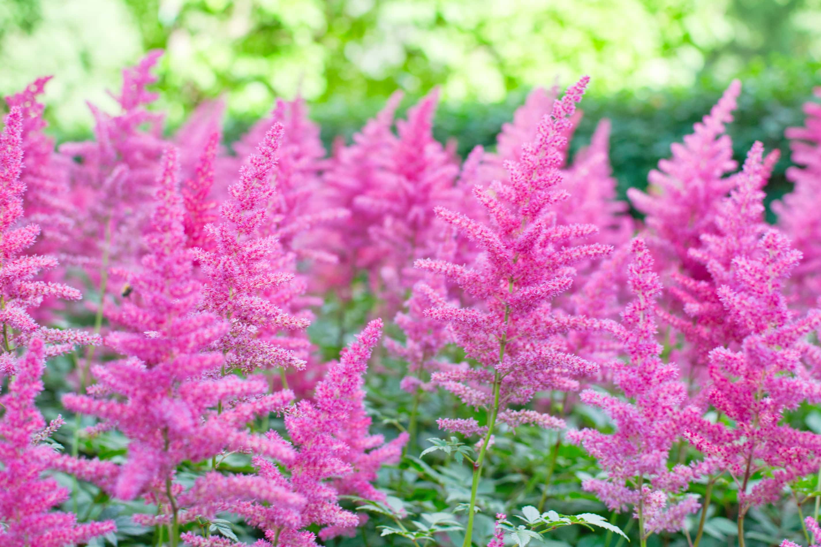 Pink astilbe plumes blooming in a shaded deer-resistant perennial garden