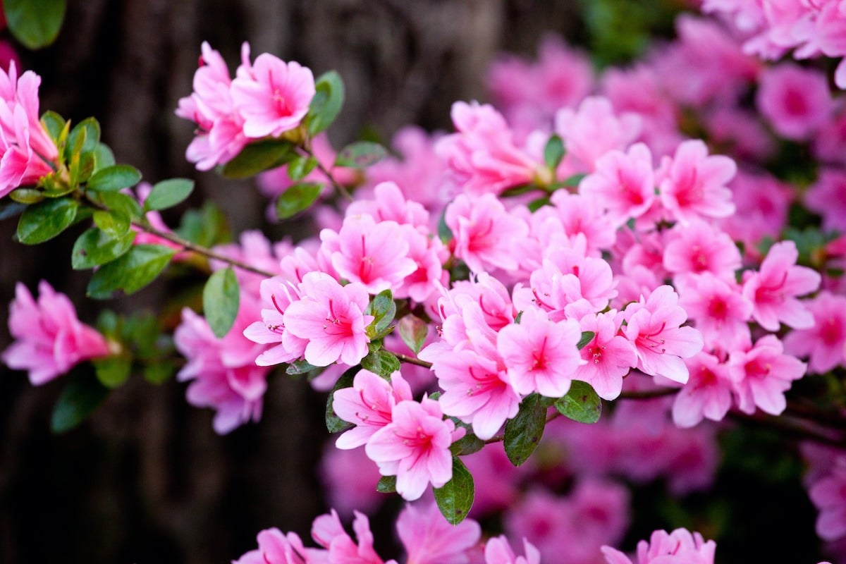 Bright pink  rhododendron flowers (azalea flowers) blooming