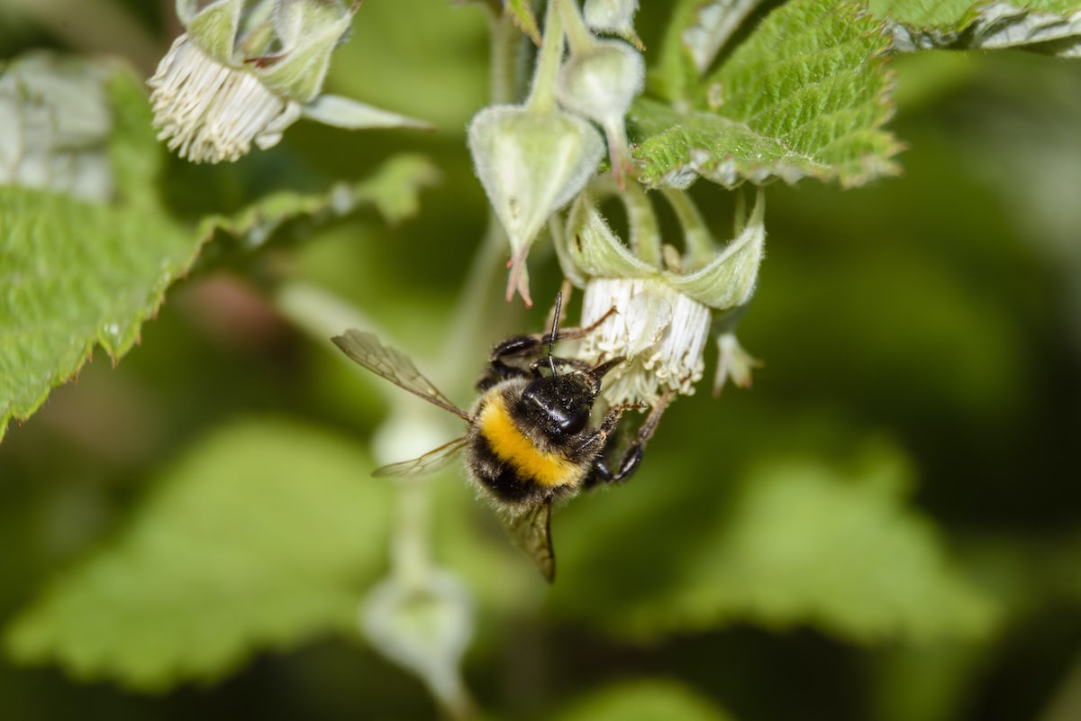 bumble bee on raspberry bush