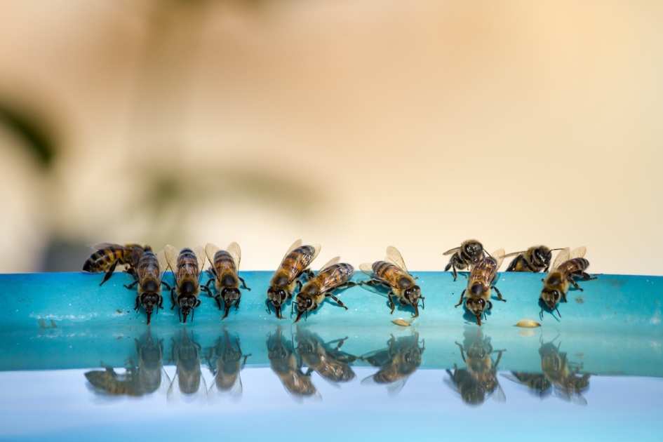 bees having a drink at a bird bath