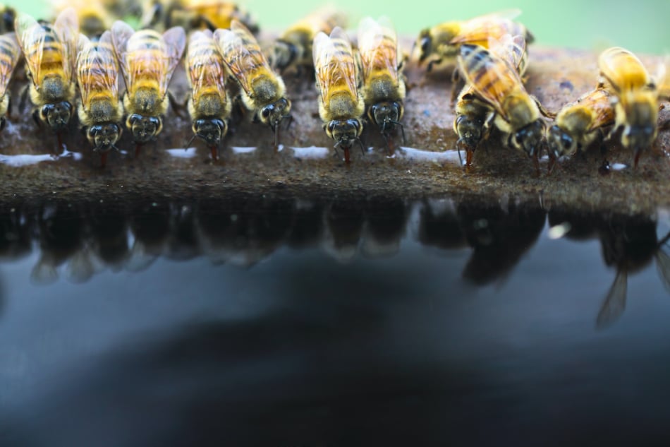 Thirsty, Swarm of bee is drinking water from tub on sunny day