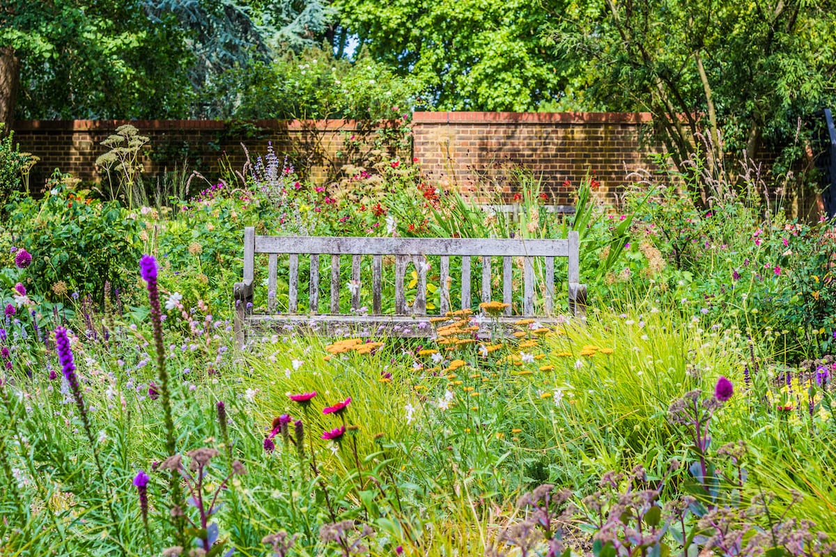 Backyard wildflower garden with bench