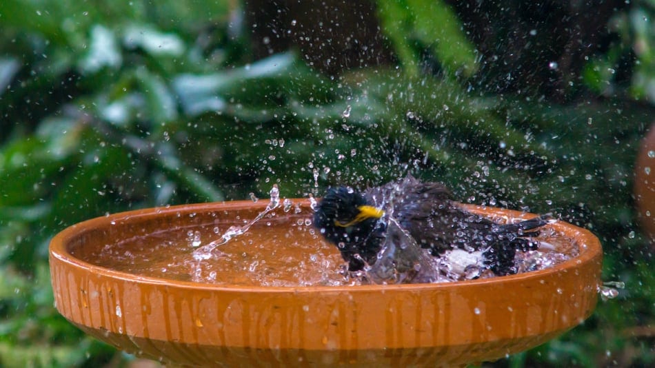 Little birds are take bath.Concept image contains little film grain.