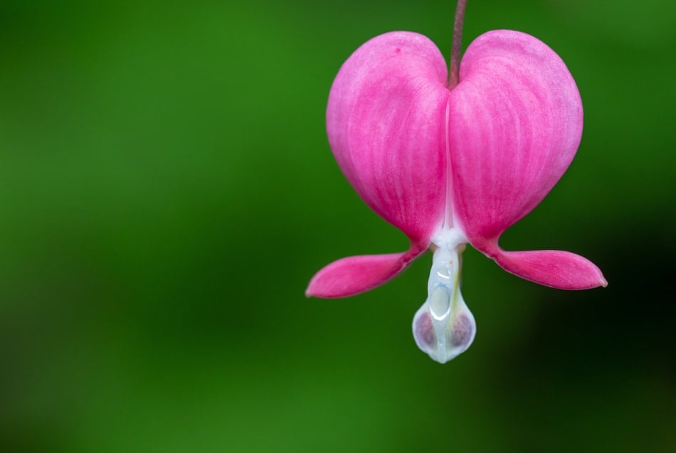 Close-up of single pink heart shaped bleeding hear flower with green blurred background.