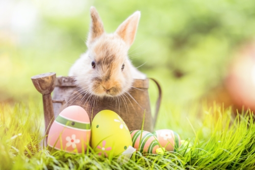 Easter Bunny in a small basket looking at Easter Eggs.