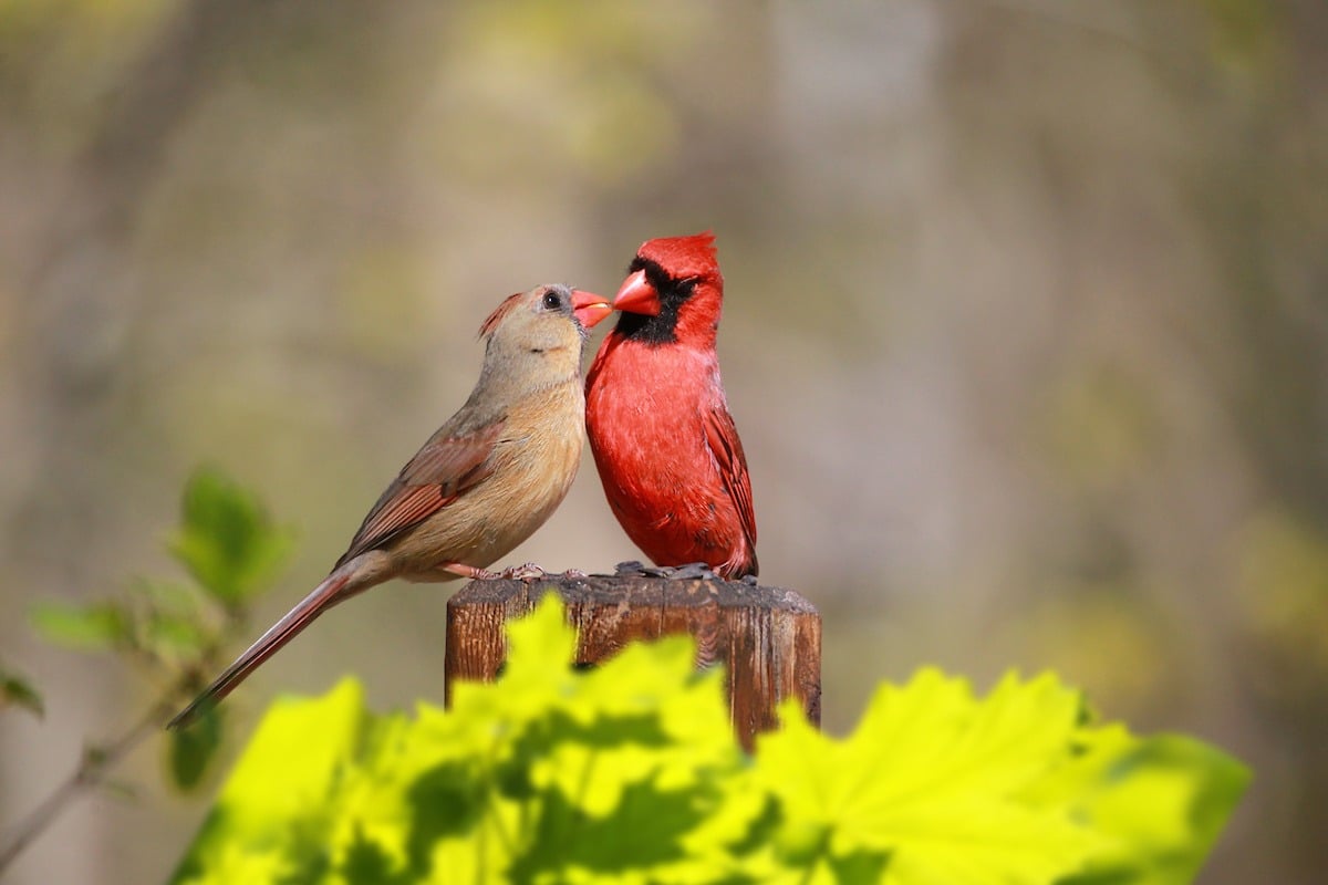 Female and male cardinal on a post.