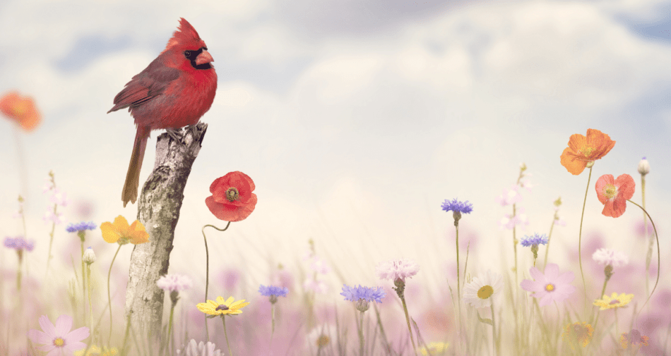 Northern cardinal - Image