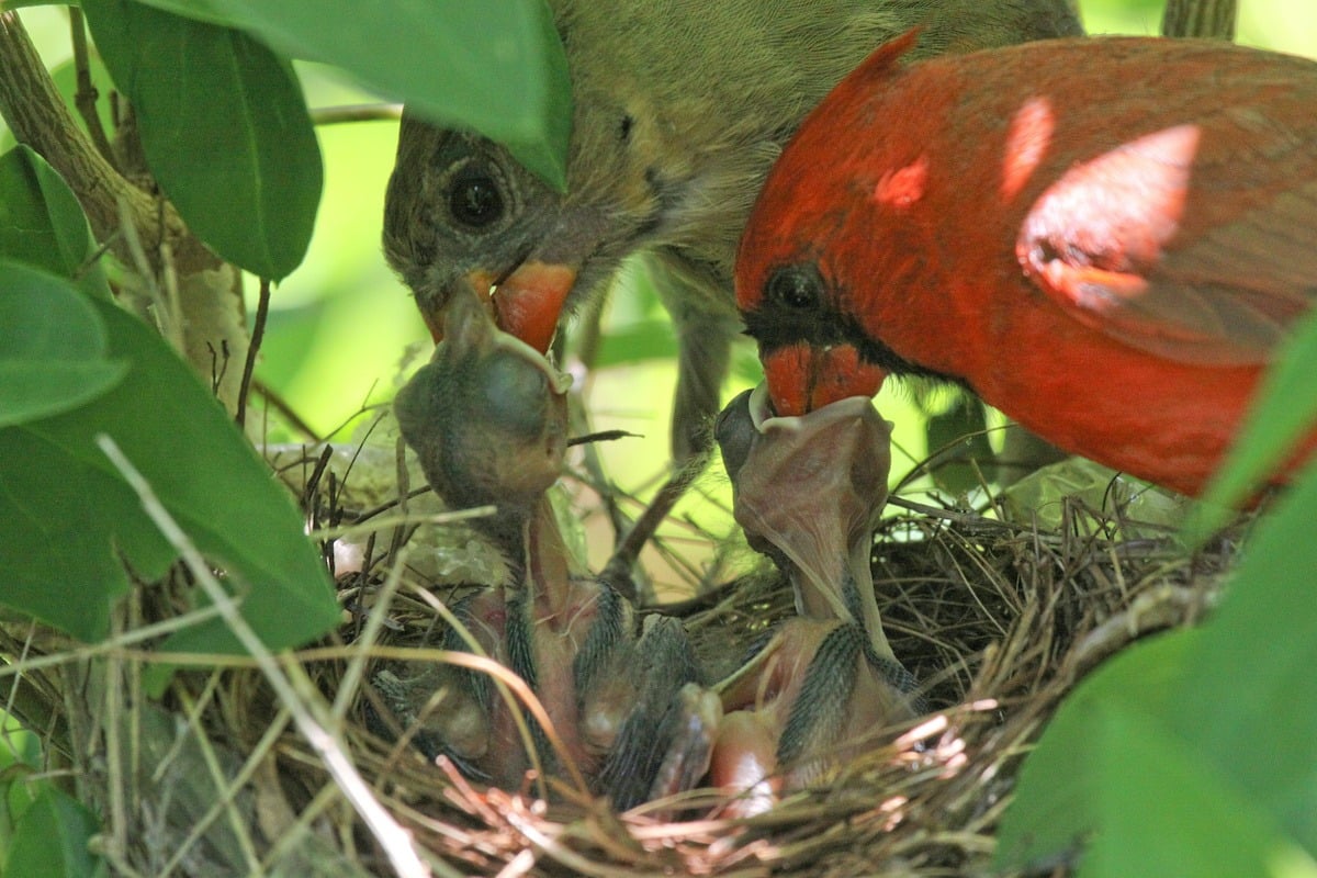 Cardinals feeding their chicks.