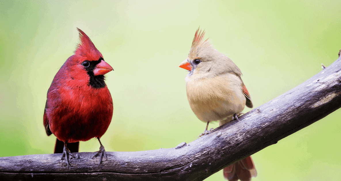 Birds - cardinals