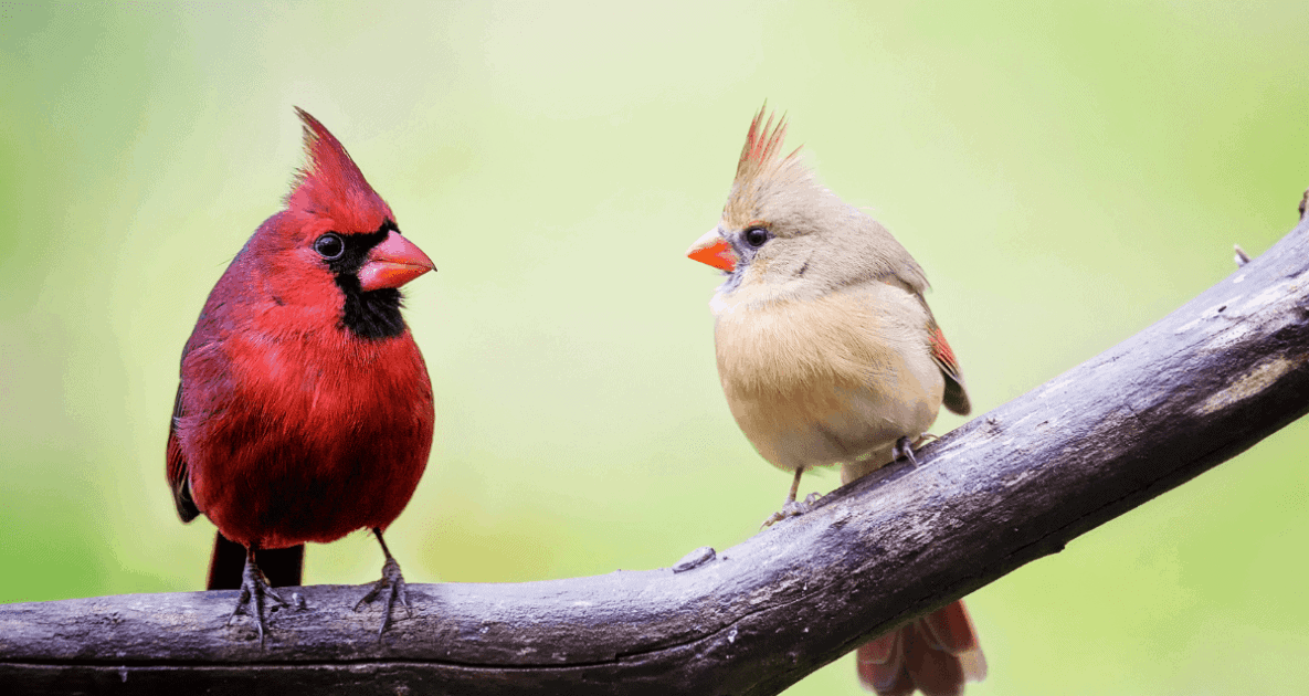 Cardinals Legends Lore And Spiritual Symbolism Farmers Almanac