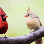 Birds - cardinals