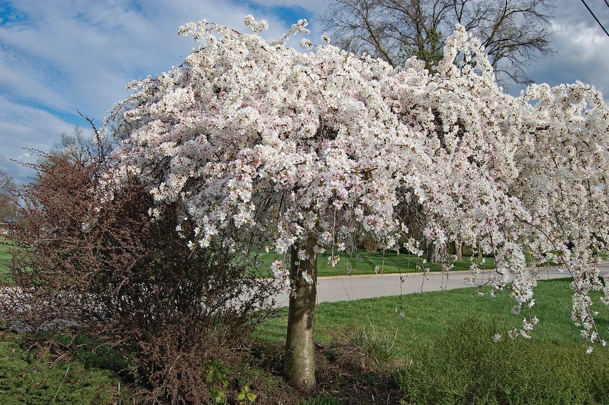 Weeping Japanese Cherry flowering trees covered in white flowers.