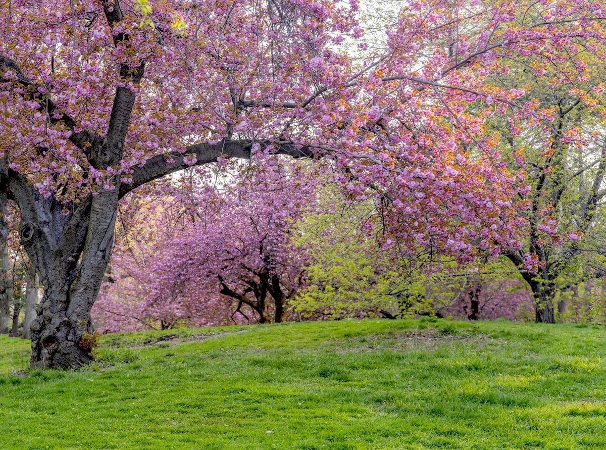 Japanese cherry tree in spring flowering trees in full bloom.