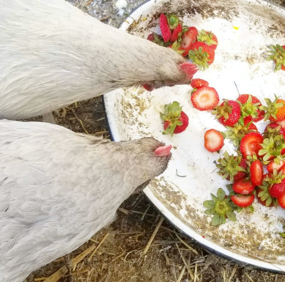 Chickens eating strawberry tops