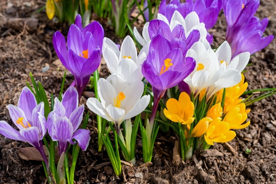 Free Images Of Easter Flowers
