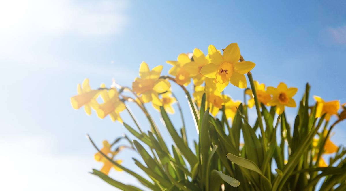 Springtime, easter time. Spring flowers, yellow daffodils on blue sky background