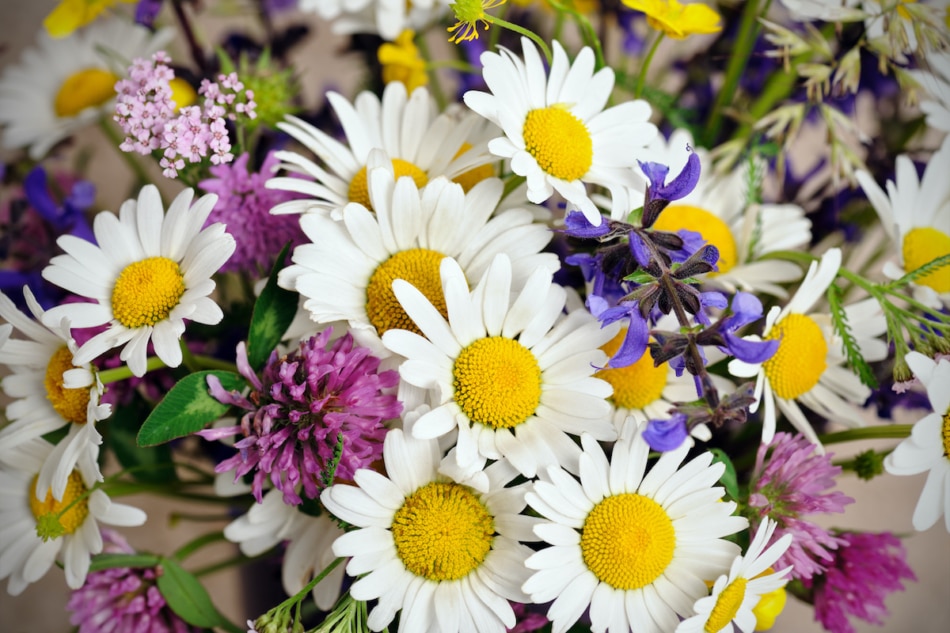 bouquet of daisies