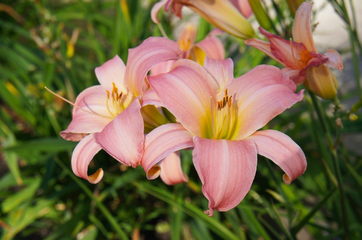 Love Pink Flowers? These Top 8 Will Brighten Your Garden (And Your Mood ...