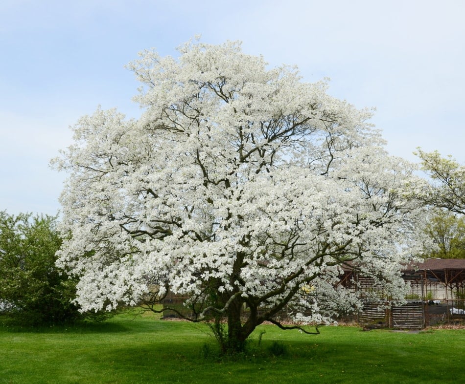 White dogwood flowering tree in full bloom.