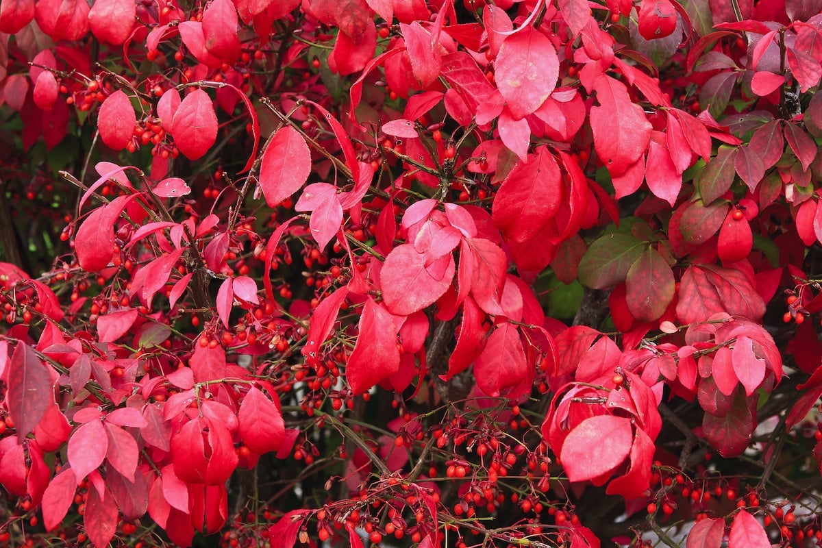 Red Dogwood Fall Leaves.