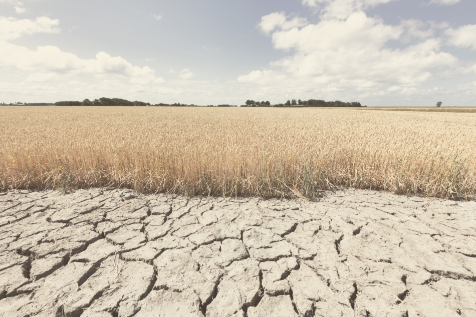Dry and arid land with failed crops. Drought climate concept.