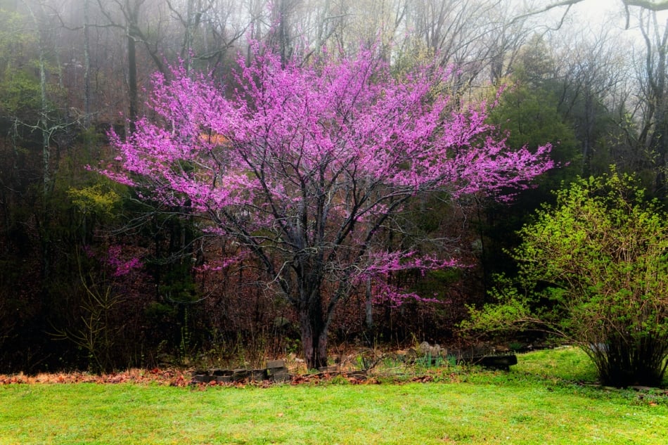 Eastern redbud in full bloom in spring flowering trees