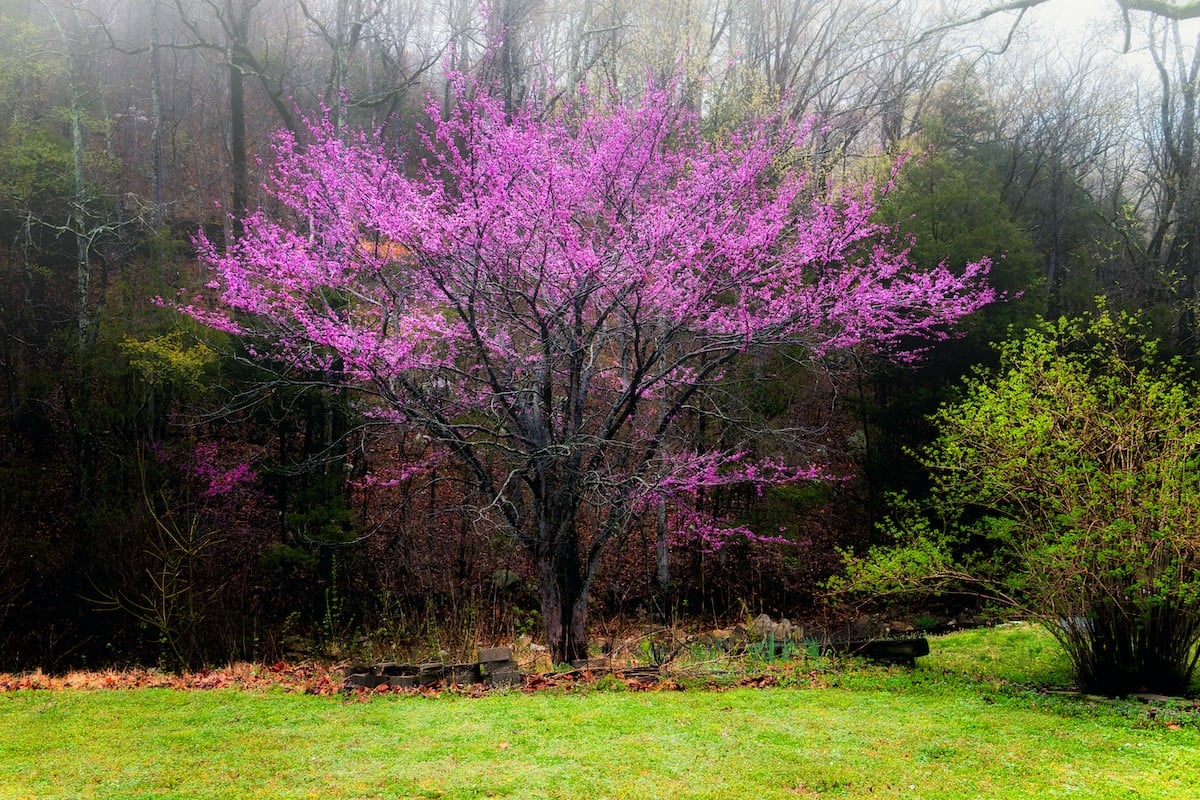 Eastern redbud in full bloom in spring flowering trees