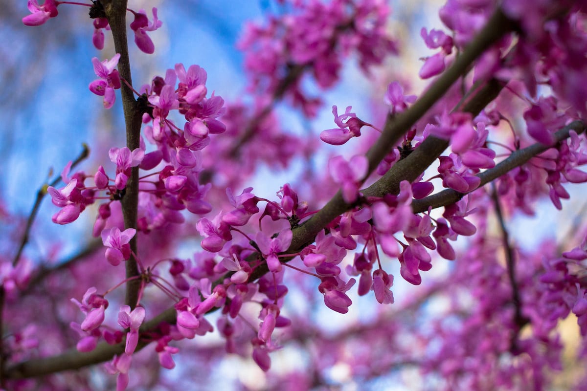 Closeup of Eastern Redbud blooms flowering tree.