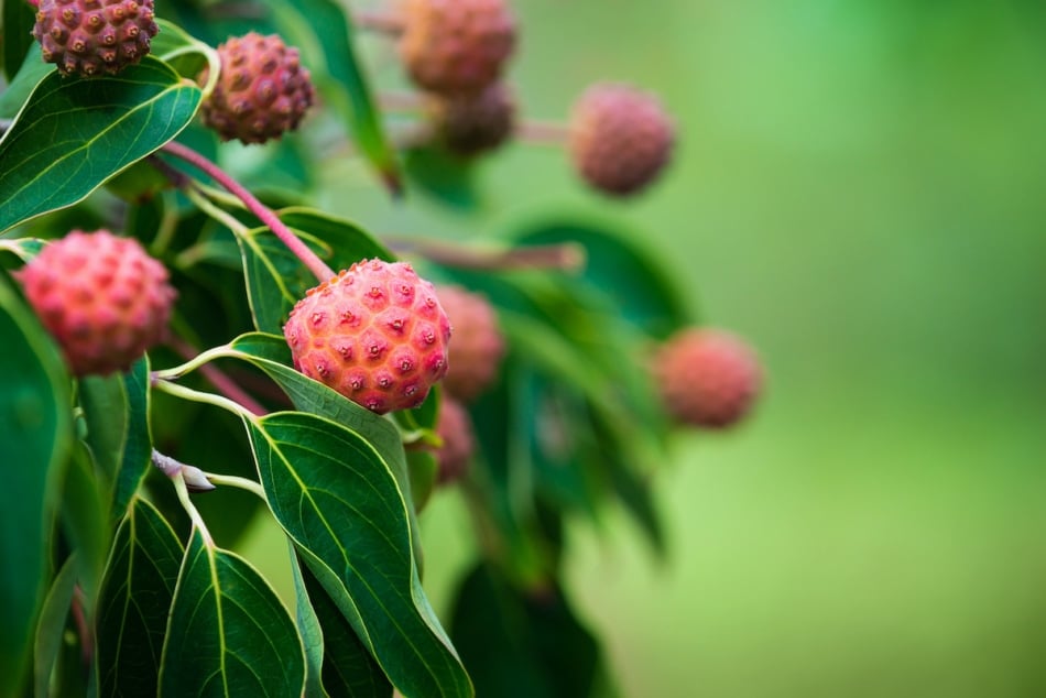 Beautiful red fruits of a Dogwood tree in the garden.